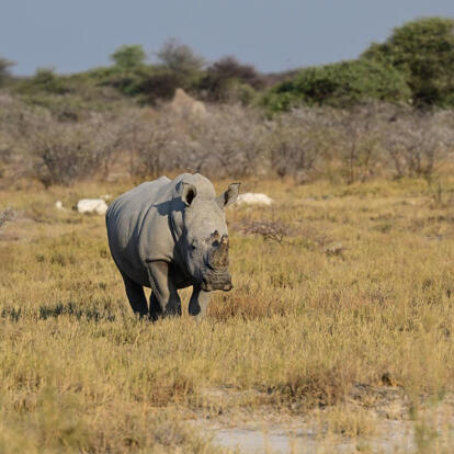 Rhinocéros Blanc à Etosha Voyage en Namibie du groupe de François M.