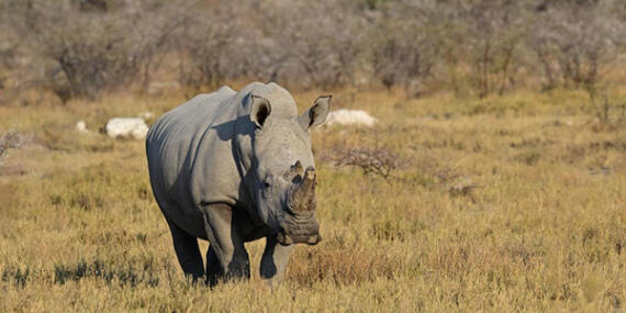 Voyage en Namibie du groupe de François M.