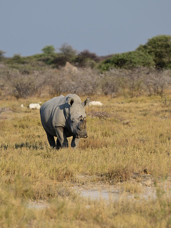 Rhinocéros blanc à Etosha Voyage en Namibie du groupe de François M.