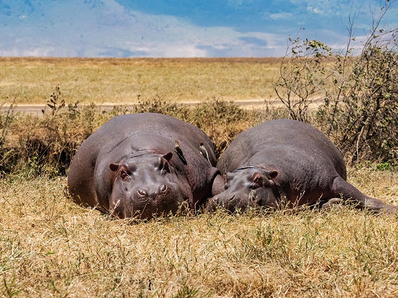 Voyage en Tanzanie de Thibaut L.