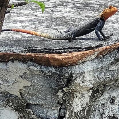 Voyage à L'Ile De La Réunion De Jean-Luc Voyage à L'Ile de la Réunion de Jean-Luc M.