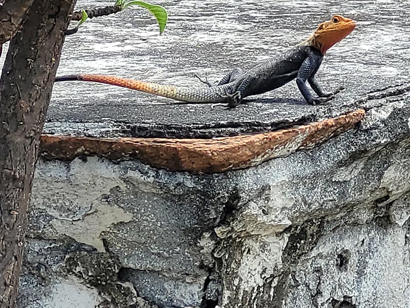 Voyage à L'Ile de la Réunion de Jean-Luc Voyage à L'Ile de la Réunion de Jean-Luc M.