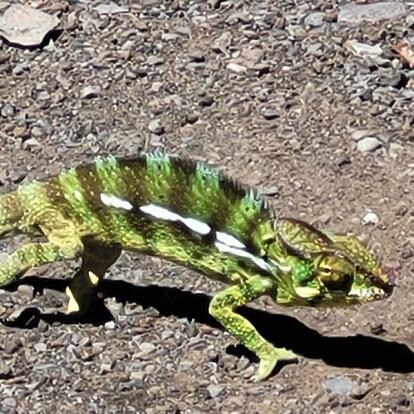 Voyage à L'Ile De La Réunion De Jean-Luc Voyage à L'Ile de la Réunion de Jean-Luc M.