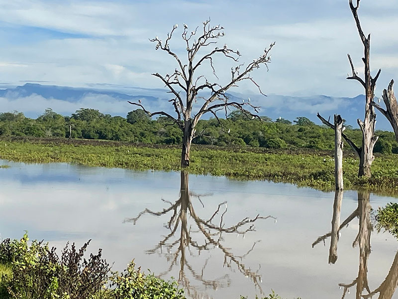 Voyage au Sri Lanka de Jean Voyage au Sri Lanka de Jean L.