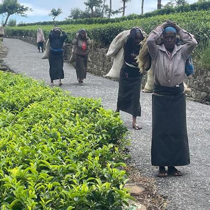 Voyage Au Sri Lanka De Jean Voyage au Sri Lanka de Jean L.