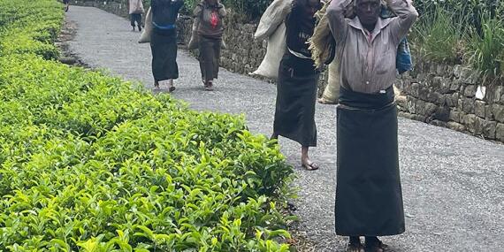 Voyage au Sri Lanka de Jean L.