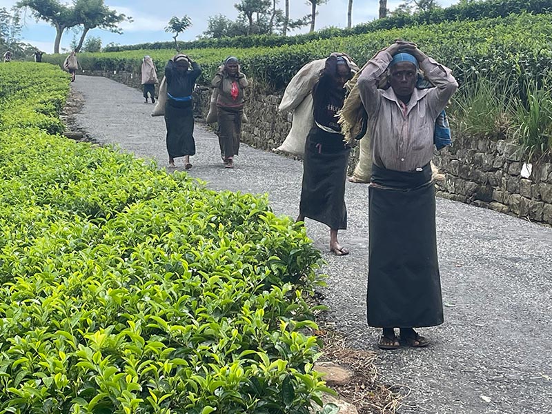 Voyage au Sri Lanka de Jean Voyage au Sri Lanka de Jean L.