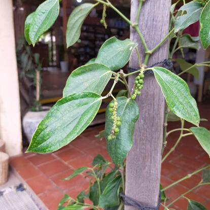 Voyage au Cambodge de Lydie C.