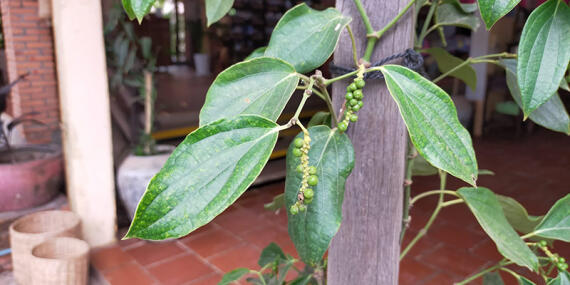Voyage au Cambodge de Lydie C.