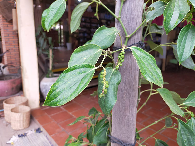 Voyage au Cambodge de Lydie C.