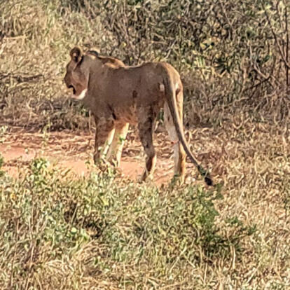 Voyage au Kenya de Joyce K.
