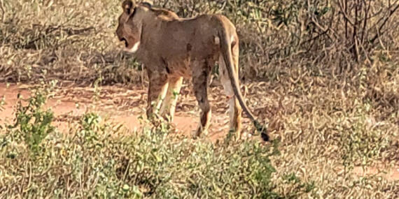 Voyage au Kenya de Joyce K.