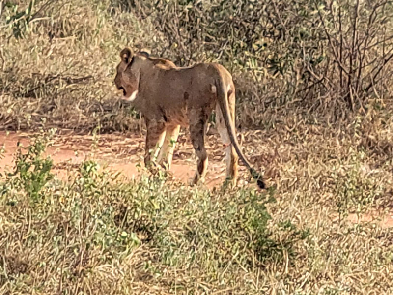 Voyage au Kenya de Joyce K.