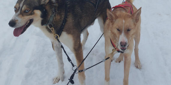 Voyage en Finlande de Chantal G.