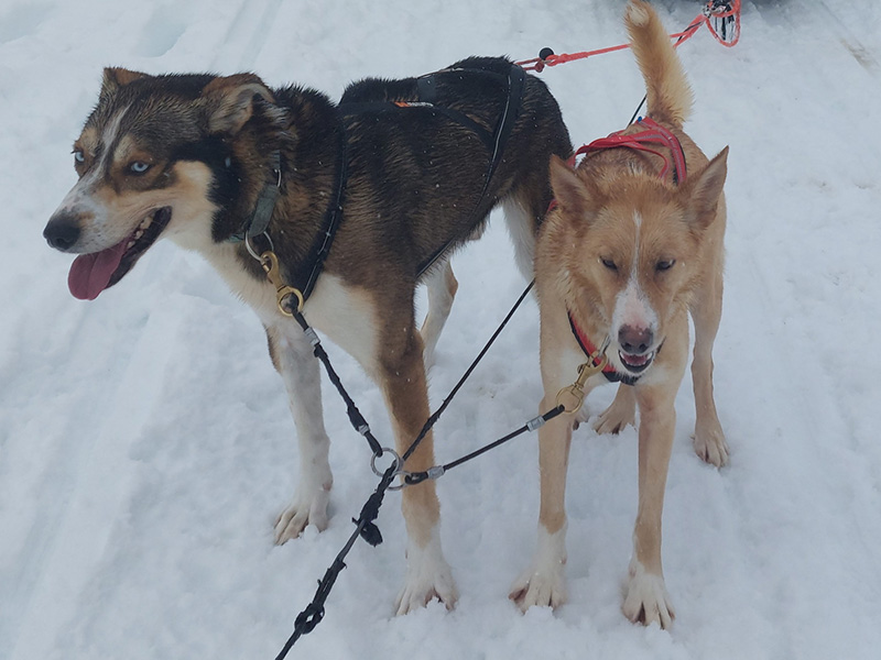 Voyage en Finlande de Chantal G.