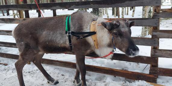 Voyage en Finlande de Chantal G.