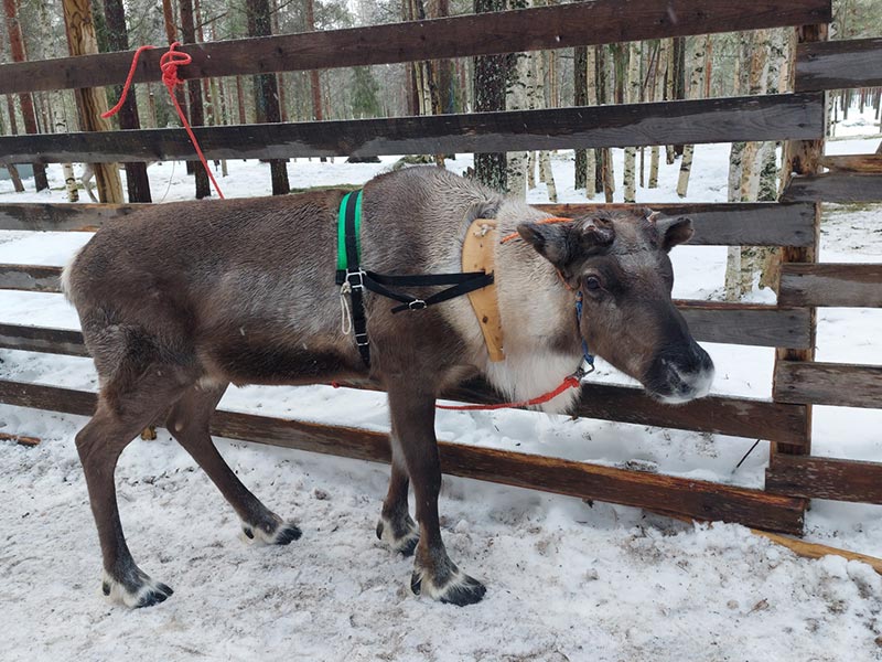 Voyage en Finlande de Chantal G.