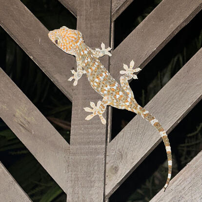 Voyage en Thaïlande de Véronique et Stéphane