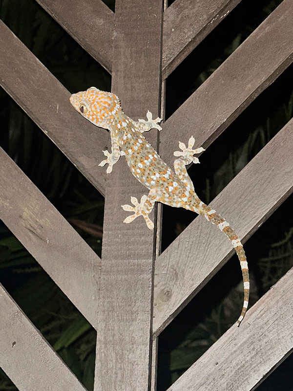 Voyage en Thaïlande de Véronique et Stéphane