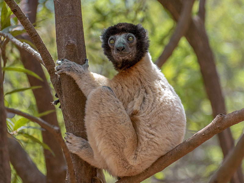 Voyage à Madagascar de Philippe N.
