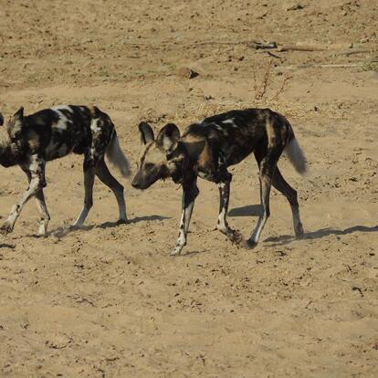 Voyage en Zambie de Christine & Dominique L.