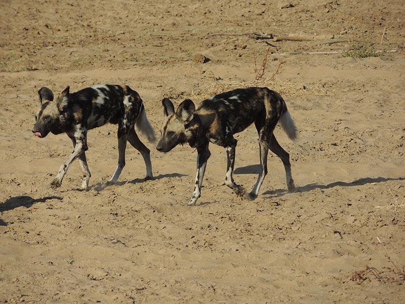 Voyage en Zambie de Christine & Dominique L.