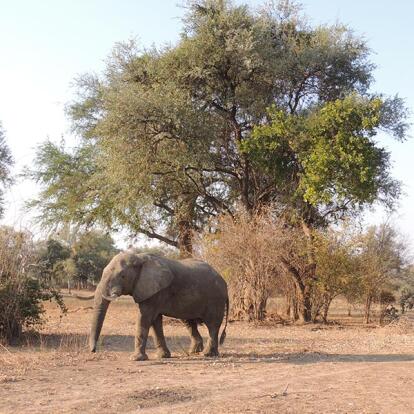 Voyage en Zambie de Christine & Dominique L.