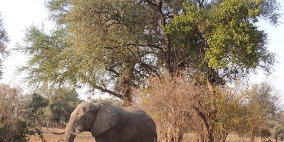 Voyage en Zambie de Christine & Dominique L.