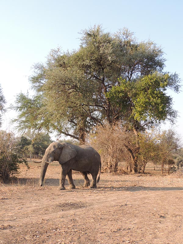 Voyage en Zambie de Christine & Dominique L.