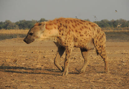 Voyage en Zambie de Christine & Dominique L.