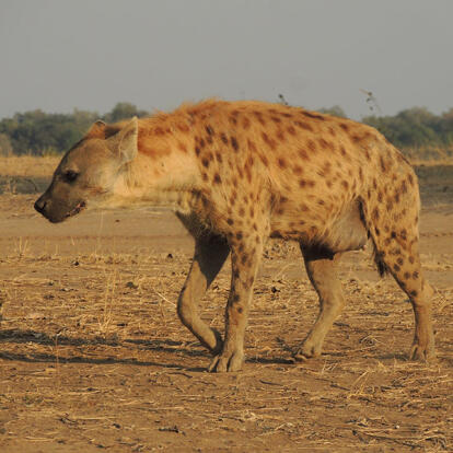 Voyage en Zambie de Christine & Dominique L.