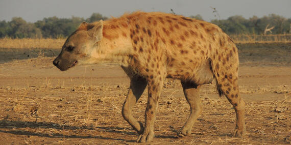 Voyage en Zambie de Christine & Dominique L.