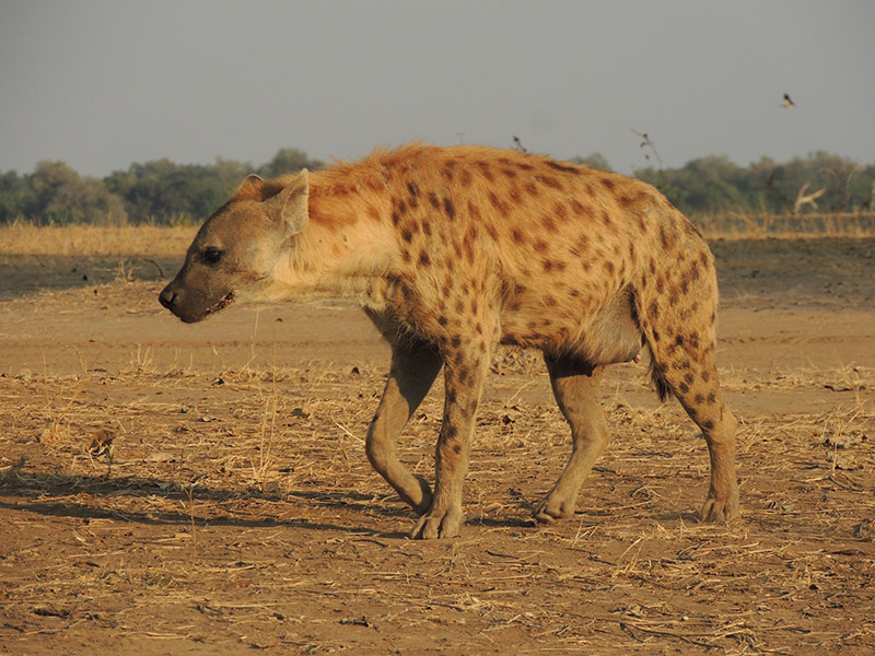 Voyage en Zambie de Christine & Dominique L.