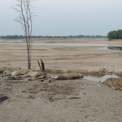 Voyage en Zambie de Christine & Dominique L.