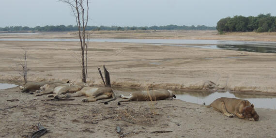 Voyage en Zambie de Christine & Dominique L.