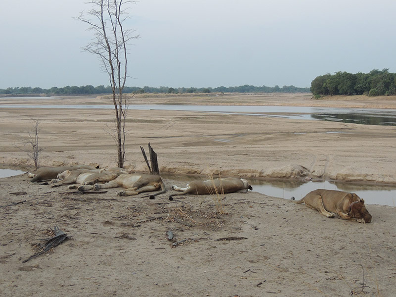 Voyage en Zambie de Christine & Dominique L.