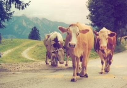 Vaches Slovènes Voyage en Slovénie d'Isabell M.