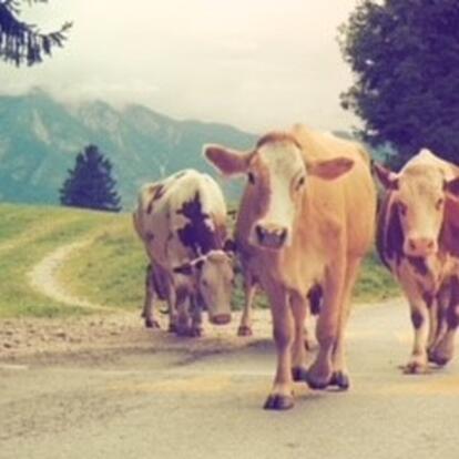 Voyage en Slovénie d'Isabell M.