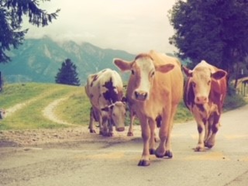 Voyage en Slovénie d'Isabell M.