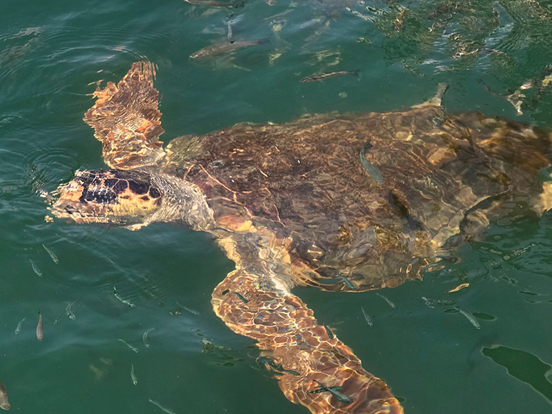 Voyage en Turquie de Serge G.