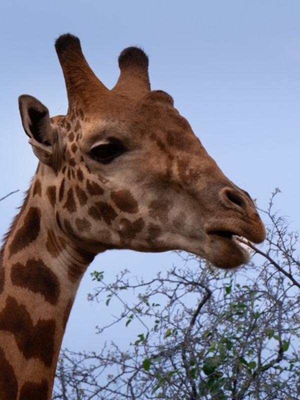 Voyage au Rwanda de Marie L.