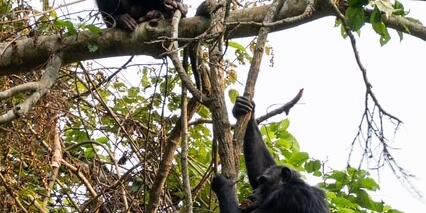 Voyage au Rwanda de Marie L.