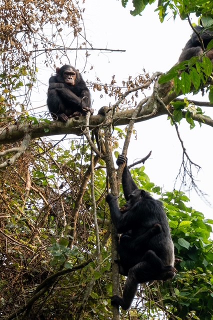 Voyage au Rwanda de Marie L.
