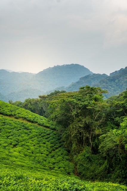 Voyage au Rwanda de Marie L.