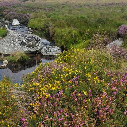 Voyage en Irlande d'e la Famille d'Anna H.