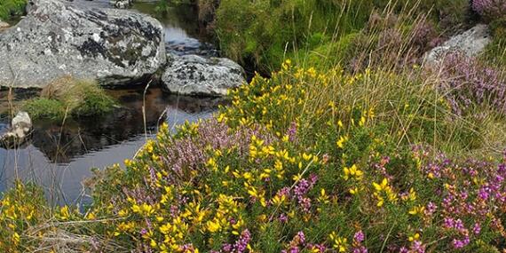 Voyage en Irlande d'e la Famille d'Anna H.
