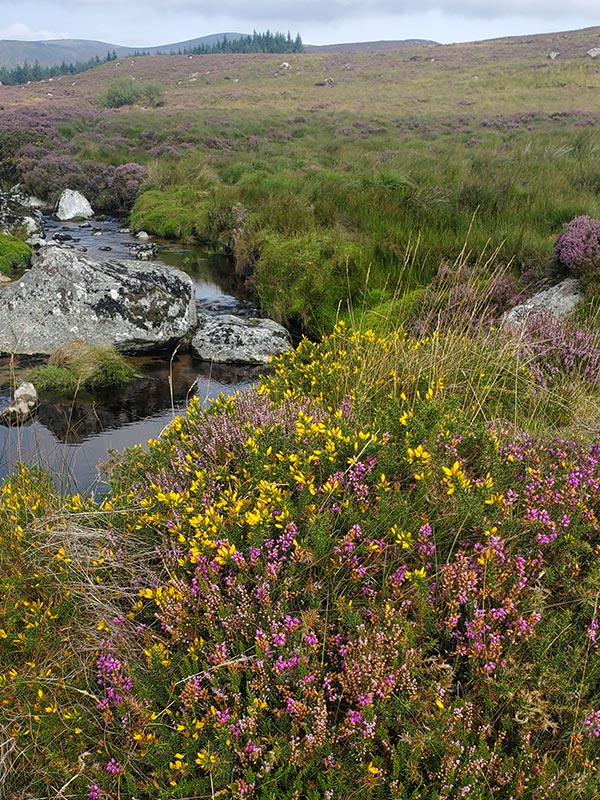 Voyage en Irlande d'e la Famille d'Anna H.