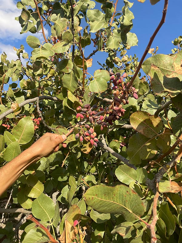 Voyage en Tunisie de Leila Voyage en Tunisie de Leila B.