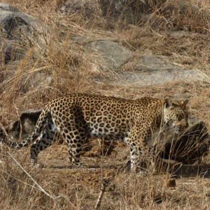 Voyage en Afrique du Sud de Frédéric et Stéphanie F.
