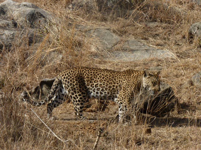 Voyage en Afrique du Sud de Frédéric et Stéphanie F.